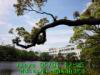 JJeye-201405011231.jpg