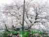 JJeye-201604040621.jpg