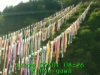 JJeye-201605010831.jpg