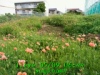 JJeye-201705090645.jpg